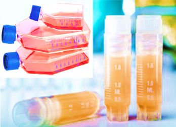 [SK-AKTIIV-179] Luciferase-Labeled Human Brain Astroblastoma (U87MG+LUC)