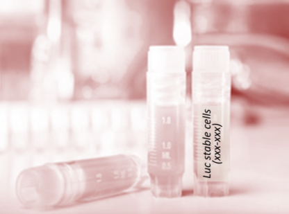 [SK-AKTIIV-191] Luciferase-Labeled H9c2(2-1) Cells (H9c2(2-1) + LUC)